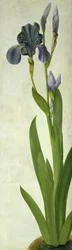 Un iris