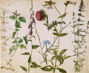Huit études de fleurs sauvages, vers 1515-1520