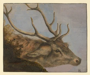 Tête de cerf