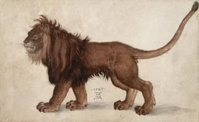 Lion, 1521