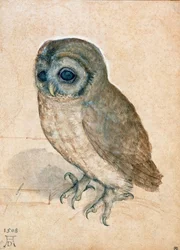 Chevêche d