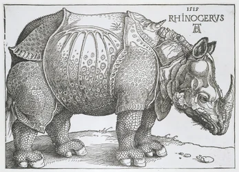 Rhinocéros