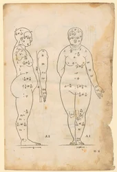 Vue de profil et de face de la femme de 7 hauteurs de tête (type AI), bras de profil, tiré de «Die Proportionenlehre»