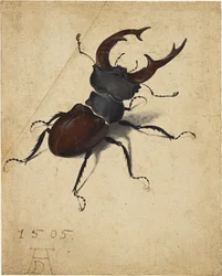Coléoptère du cerf