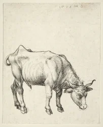 Jeune taureau