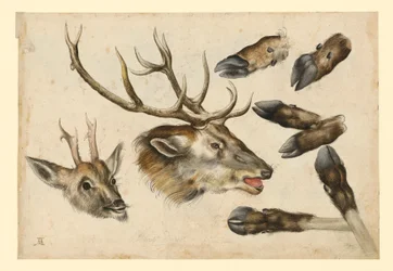 Deux têtes de cerf, tournées vers la droite, et 6 canons