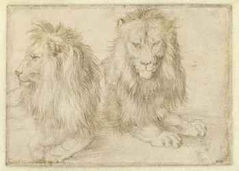 Deux lions couchés