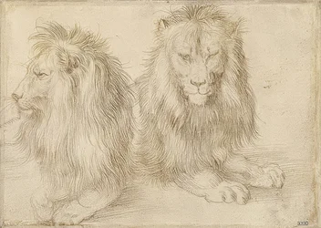 Deux lions couchés