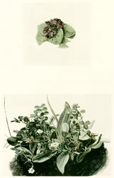 Violettes