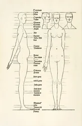 Gravure anatomique féminine de 