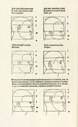 Proportions de la tête humaine de 