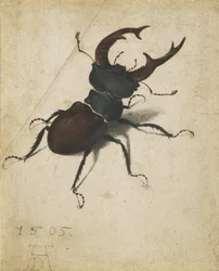 Cerf-volant