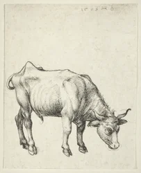 Jeune taureau, vers 1493