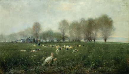 Dindes à la campagne au coucher du soleil