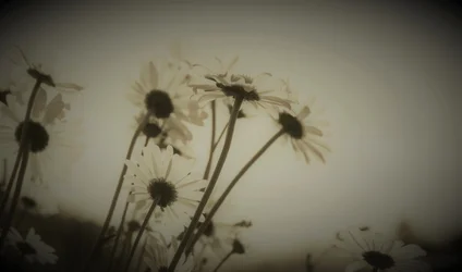 Épisode