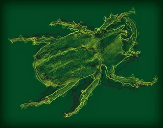 Insecte, 2020