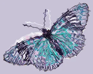 Papillon 7, 2020