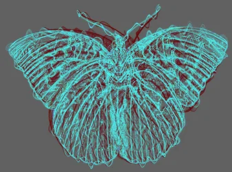 Papillon 8, 2020