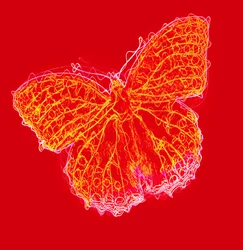 Papillon III, 2020