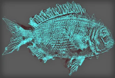 Poisson II, 2020