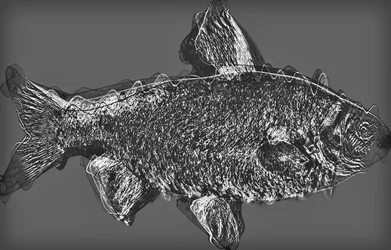 Poisson en gris, 2020