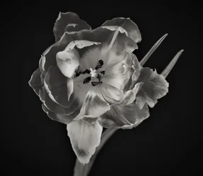 Géométrie des fleurs