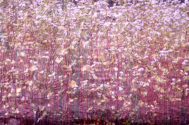 Tapis naturel, 2019
