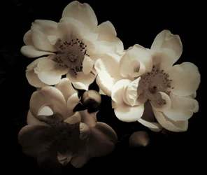 Combinaison naturelle, 2019