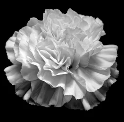géométrie naturelle II, 2019