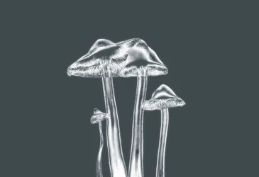 Champignons argentés