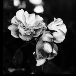 trois fleurs, 2019