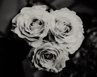 trois roses, 2019