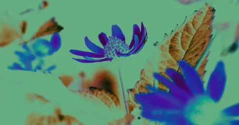 Vision UV, 2019