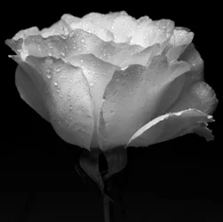 fleur blanche et eau