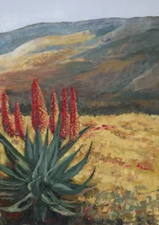 Aloès rouge « Desert Bloom »
