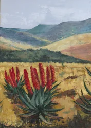 Aloe rouge à flanc de colline