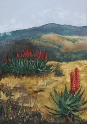 Aloès rouges de Desert Hills