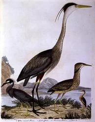 Hérons, gravé par I. G. Marnicke