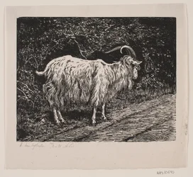 Un bouc