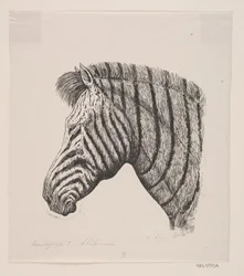 Tête de zèbre