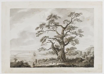 Arbre sur la colline de l