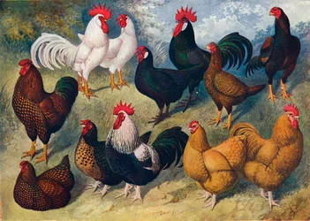Races de volailles, vers 1903-1910