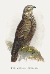 La Buse variable