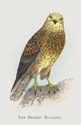 La Buse du désert