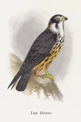 Le Faucon hobereau