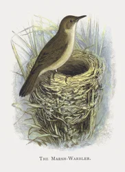 La Rousserolle verderolle