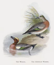 Le Canard siffleur, Le Canard d