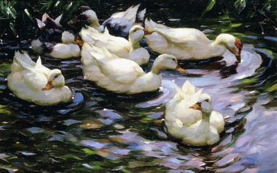 Canards nageant dans un lac ensoleillé