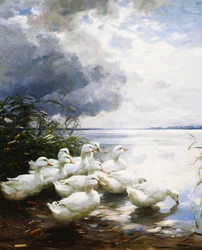 Canards au Bord du Lac