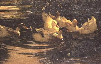 Canards sur un étang